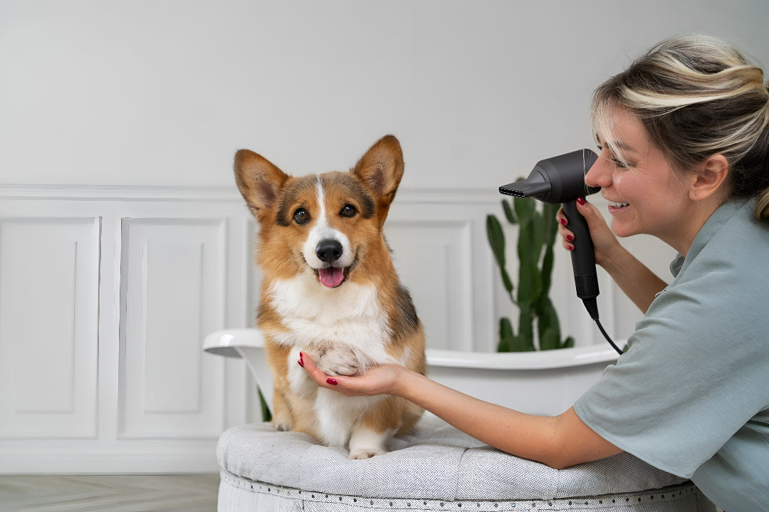 IMPORTANCE OF PET GROOMING ROUTINES DAILY